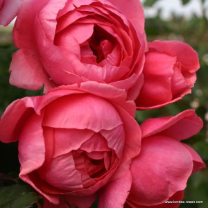 GARTENPRINZESSIN MARIE-JOSÈ®